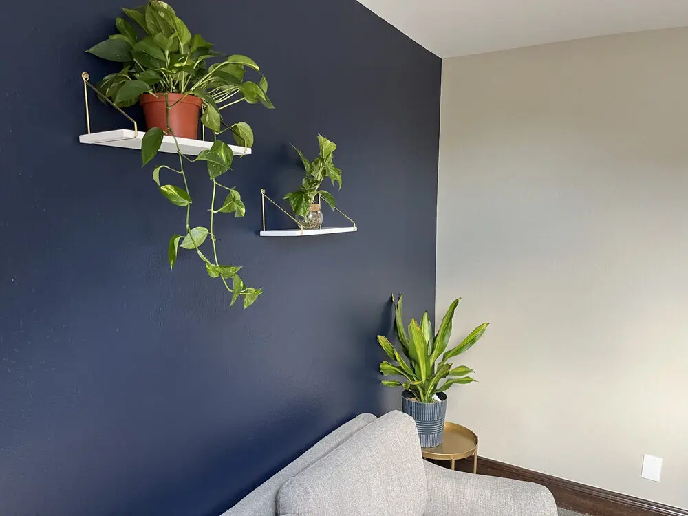 Two plants sit on two white shelves hung on a dark blue wall. Below is a light gray couch. Next to the couch is a gold side table with a plant in a pot on top.